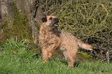 BORDER TERRIER 119